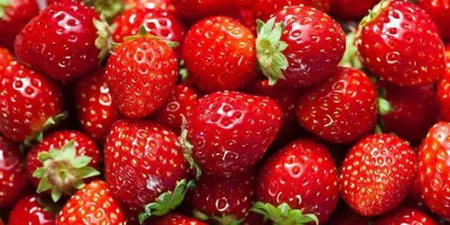 为什么夏天没人卖草莓 8月份有卖草莓的吗