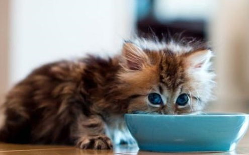 贪吃的猫咪看到铲屎官吃西瓜也想分一口,但猫咪可以吃西瓜吗
