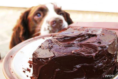 狗狗误食巧克力会有危险,知道这3点,你能帮它争取多一点生机