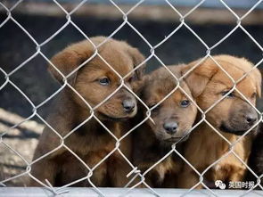 打击非法养殖 宠物商店禁止销售非救援来的狗狗 