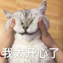 猫咪对主人眨眼睛 更好保护眼部问题 恩倍多