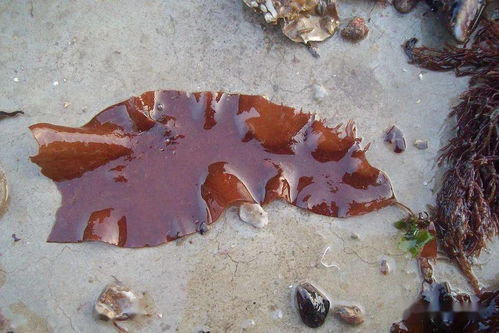 青岛海滩常见食用藻类简介