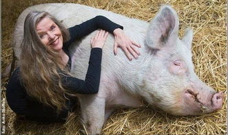 荷兰女子屠宰场救下数百头猪,并为其打造乐园 