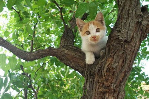 救猫时的尴尬,猫咪自己下来了,人却被困树上等待救援