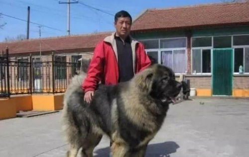 世界上最 凶猛 的狗,体重高达300斤,就连藏獒都惧怕它