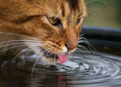 猫咪每天需要喝多少水 猫咪不爱喝水怎么办