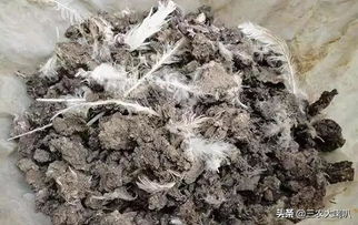 为什么说鸡粪直接用到地里，有百害无一利