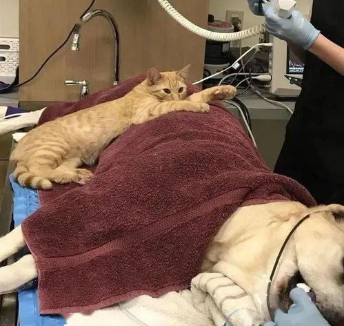 兽医办公室来了个新成员,竟是一只6月大的猫,治疗能力媲美医生