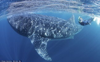 高清﹕友善的巨兽﹗15米长鲸鲨与豪华游艇嬉耍