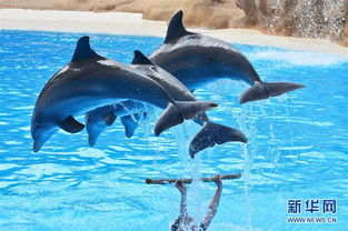 这是1月10日在西班牙特内里费岛鹦鹉公园里拍摄的海豚表演。新华社/卫星社
