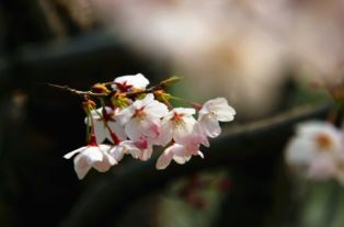 清明节烧纸是什么时候 清明节烧纸上午还是下午