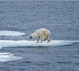 北极圈出现罕见高温,担心萌萌哒北极熊 