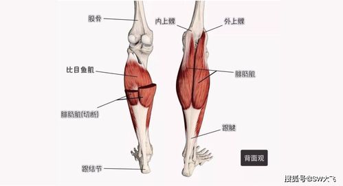 人的小腿前面为什么没有肌肉保护骨头，是怎么进化成这样的(小腿前面为啥没有肉)