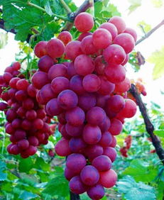 10亩葡萄地一年收入 葡萄棚一亩多少成本