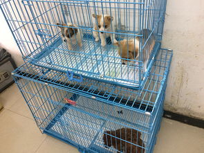 上海一狗舍被频繁投诉 卖病狗 ,动监所多次检查无果