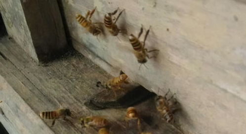 冲群蜂和平融入被冲蜂群,难道蜜蜂脾气变好了 其实还有2个可能