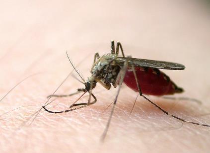 要是蚊子吸了艾滋病人的血,再去叮咬别人,这样会传染艾滋病吗