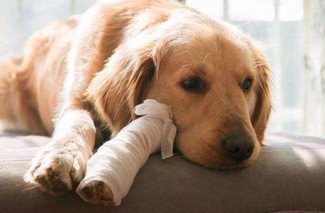 狗狗易患的几种癌症,其实有些是可以治愈的