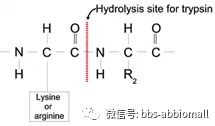 消化细胞除了用胰酶还可以用什么