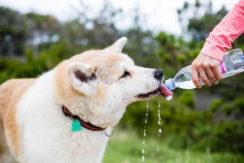 这些水 对狗狗健康有益,平时可以喝