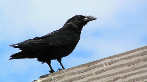 为什么在故宫的屋檐上,盘旋着许多乌鸦 