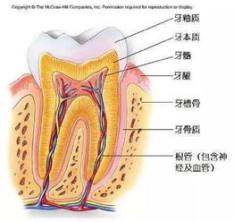 不要随便为牙齿 杀神经 ,否则后果很严重