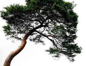 心理学 你觉得哪棵松树的寿命最长 测出你这辈子的财运有多旺 