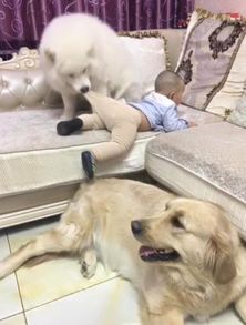 搜狐公众平台 宝宝要在沙发上掉下去了,两只狗狗的举动,太暖心 