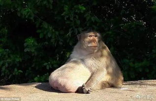 心疼 当这只泰国猴子变成吃货后,活生生把自己吃成了球 再也不能说瘦得像猴了