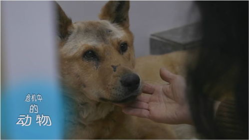 危机中的动物 你知道在养犬场,狗是怎么被吃掉的吗 
