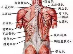 腰痛就做 小燕飞 这六类腰椎病患者可能越做越 疼 