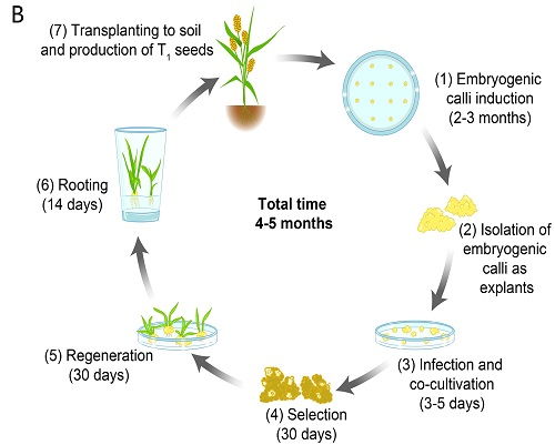 植物OO1500字