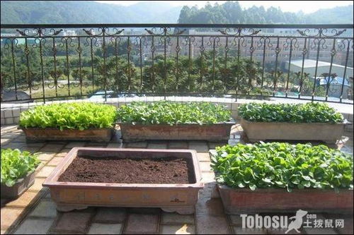 阳台盆栽生菜发芽种植方法