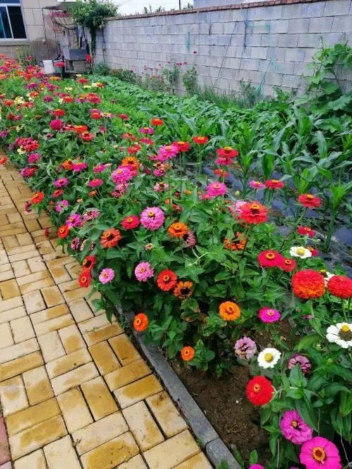 这10种花适合种在庭院里,让院子增添色彩,收藏以后去种