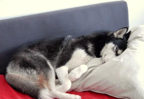狗狗睡姿和性格有关,7种睡姿代表7种性格,看看是否符合