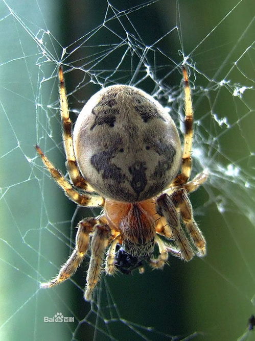 蜘蛛4对足,没有触角,那靠近头部一对短的是什么 