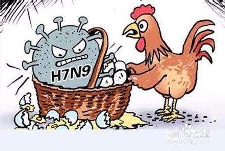 怎样预防禽流感 如何预防禽流感