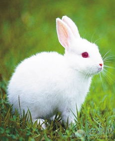 四季出生属兔人的性格