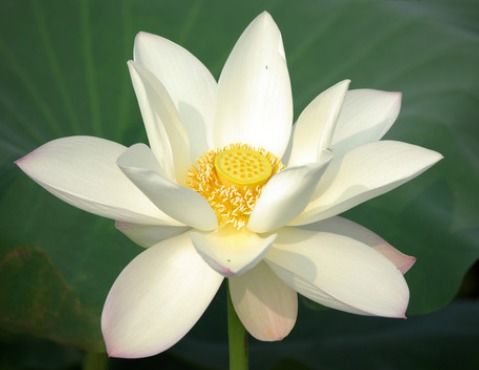 心理测试 你觉得哪朵白莲花最纯洁,测你这一生哪方面最幸运