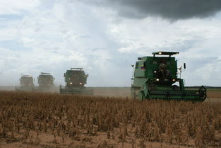 大豆脱粒机打黄豆的机器：农业现代化的得力助手