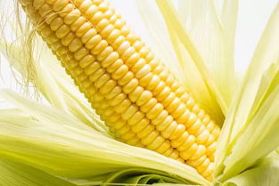 水果玉米是不是转基因,水果玉米和粘玉米的区别？哪一种是转基因的？