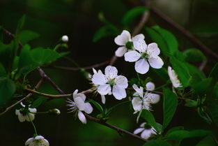 梅花香自苦寒来，梅花词语有哪些只要四个字