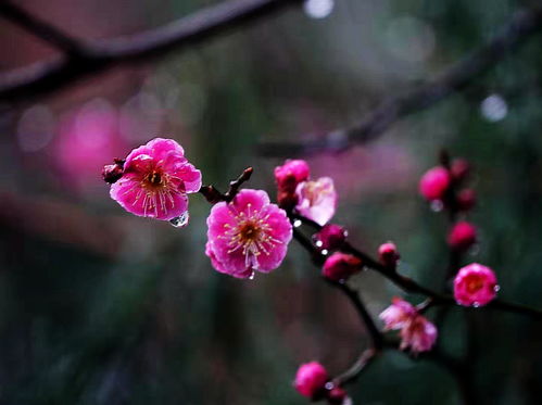 原创 窗外雨中的梅花 