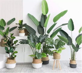 冬天刚住进装修过的新房 9种植物帮你净化空气