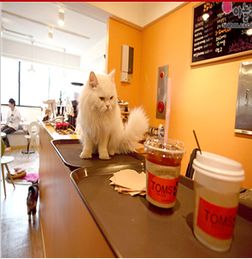 宠物主题咖啡厅加盟怎么样 宠物主题咖啡厅加盟好不好 宠物主题咖啡厅加盟投资问答 