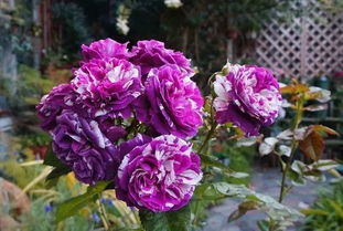 每日一花 芬芳宝石,花色紫中带奶油白色条纹的月季