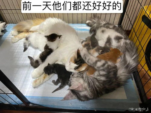 分手后,前男友活活摔死了我的7只奶猫