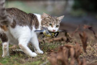 澳大利亚野猫一年杀死20亿只野生动物,小可爱堪称荒野霸王
