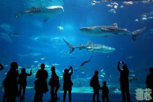 马尔代夫鲸鲨旅游全世界的鲸鲨一共有多少条（鲸鲨有耳朵吗）