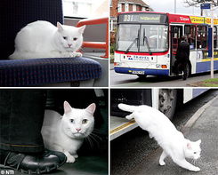 英国聪明猫自己坐公交 